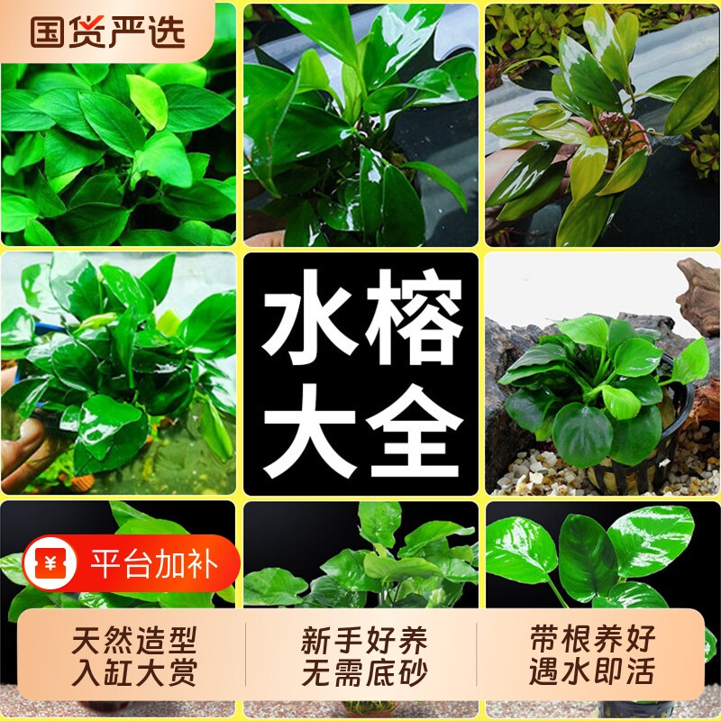 鱼缸沉木迷你水榕水草植物阴性养鱼净水增氧懒人新手皇冠小榕大叶