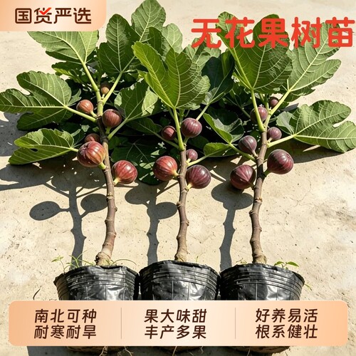 波姬红无花果树苗果苗带土带叶盆栽阳台水果南方北方种植当年结果