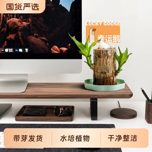 躺平巴西木懒人幸运木水养格鲁特小树人水培花卉室内绿植盆栽带芽