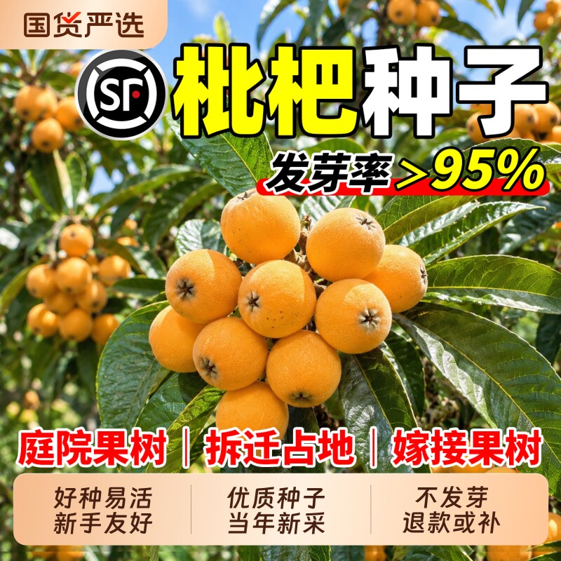 枇杷种子新采枇杷树种子五星枇杷籽嫁接果树拆迁占地庭院观赏种籽