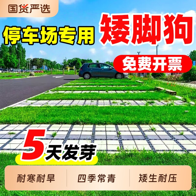 矮脚狗草籽停车场草坪砖草坪种籽耐热耐旱耐压公园停车场专用种子