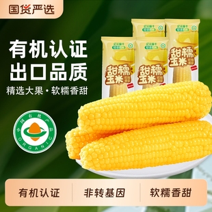 有机新鲜糯米玉米糯玉米棒黄糯粘黏真空装 袋苞米东北香甜拾光 包装