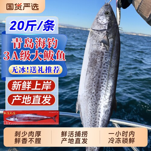 青岛大鲅鱼新鲜冷冻山东马鲛鱼整条鲅鱼片燕鲅鱼海鱼10斤鲜活水产