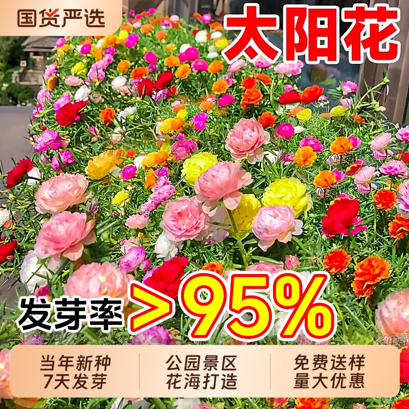 重瓣太阳花种子四季种植易活多年生公园景区工程花海景观花卉种籽