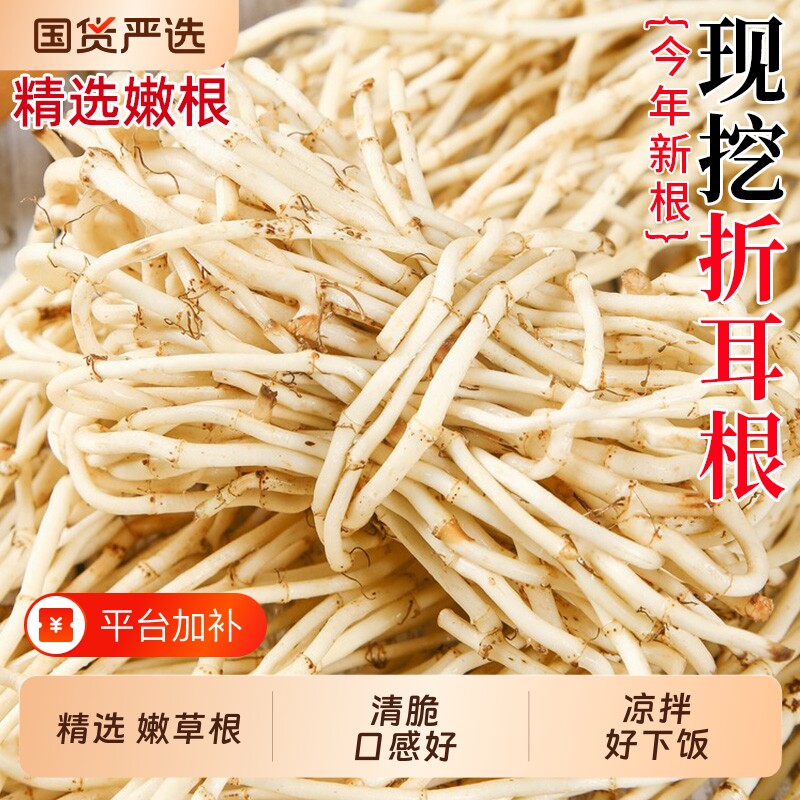 现挖鱼腥草新鲜折耳根嫩根节节根湖北当季猪鼻孔节儿根凉拌菜嫩芽