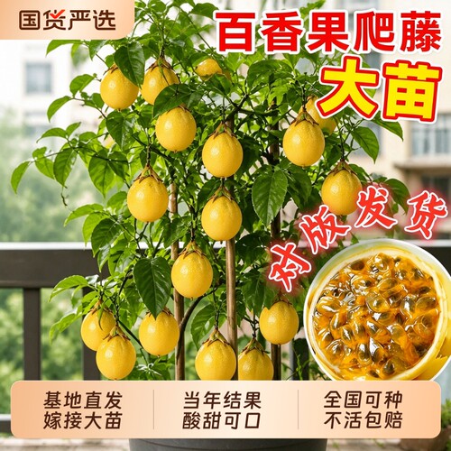 【全网热销100万】正宗百香果苗