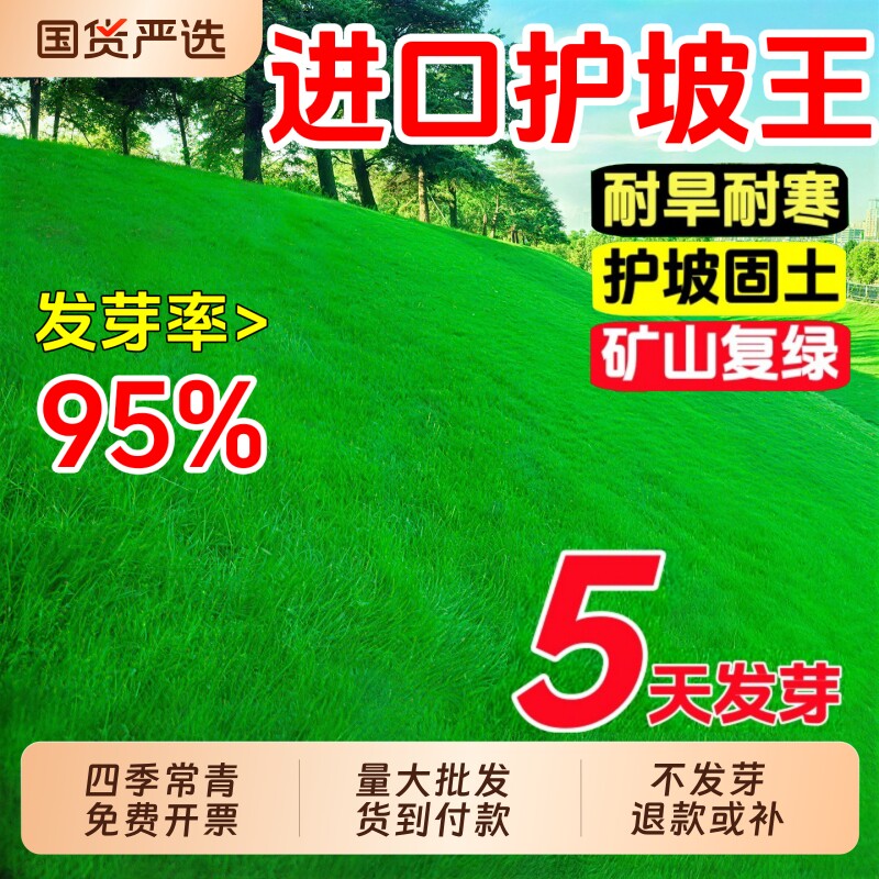 护坡固土草籽草坪种子四季青狗牙根高羊茅绿化黑麦草耐寒混播种植