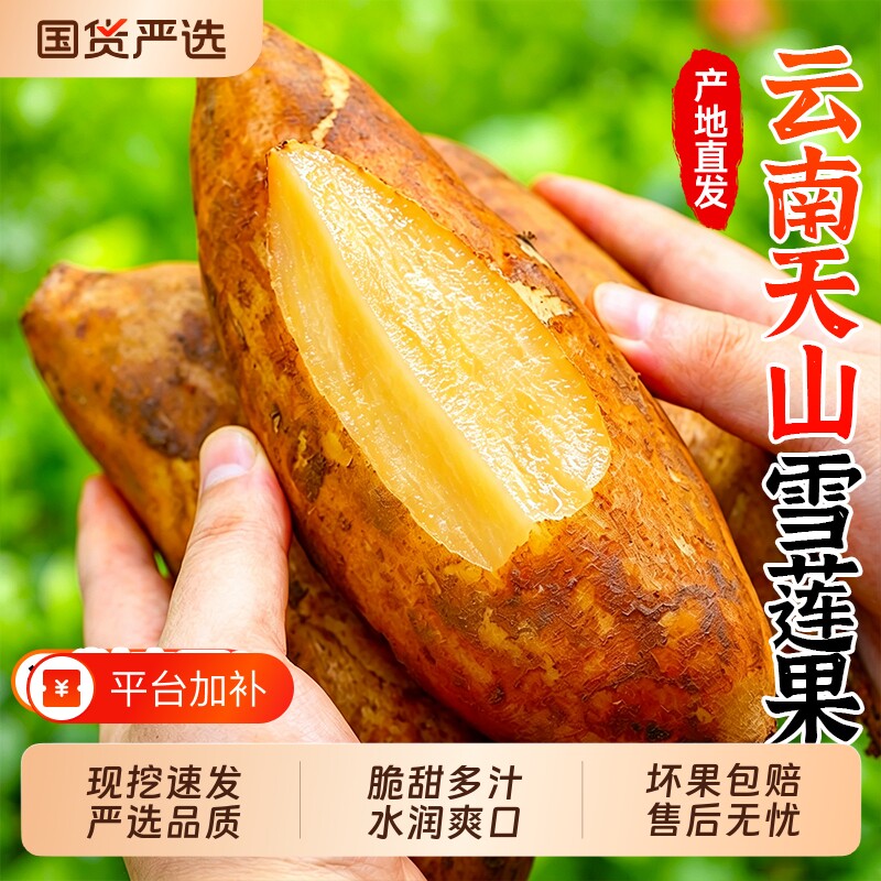 云南天山雪莲果新鲜水果当季黄心红心雪连果孕妇水果整箱包邮现摘