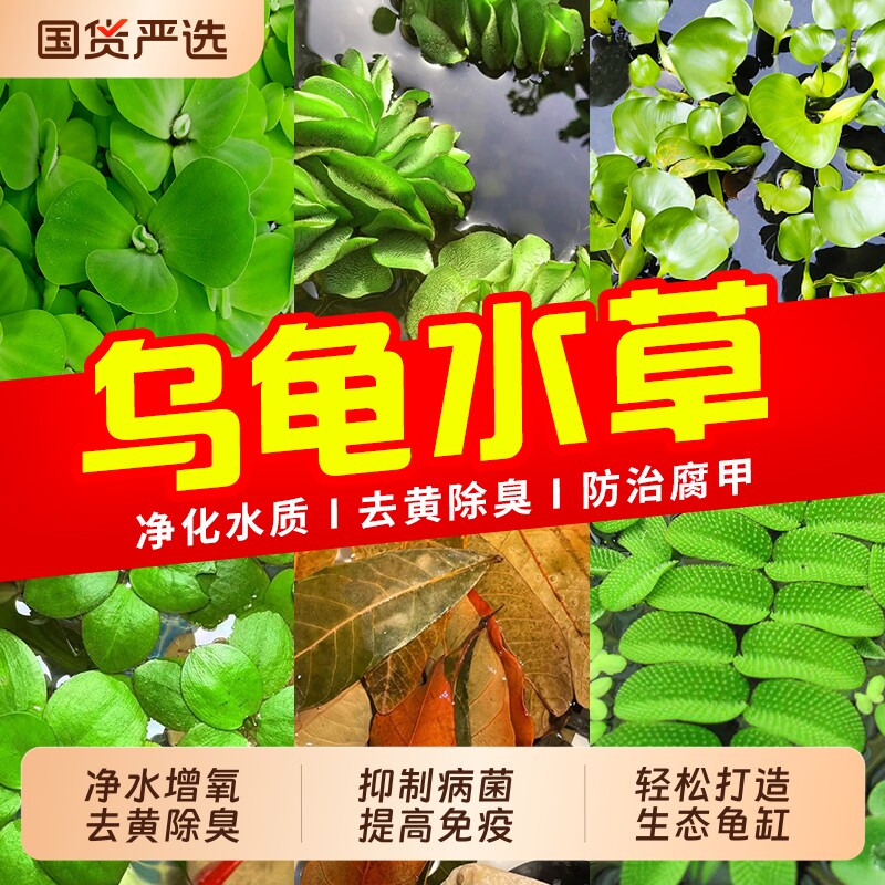龟缸造景专用绿植净化水质浮萍图片