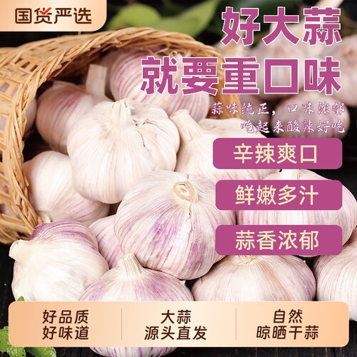 特大蒜干蒜紫皮蒜源头直发