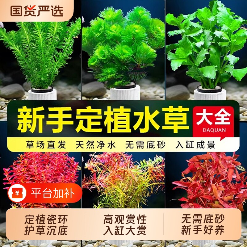 水草植物鱼缸造景固定环定植真草水榕绿植蜈蚣草套餐养鱼沉底沉木