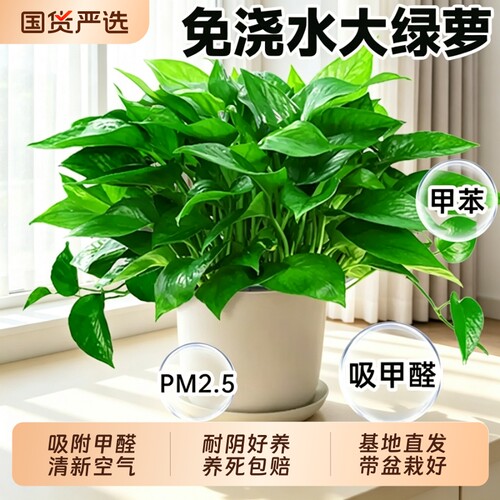 大叶水培绿萝盆栽室内好养净化