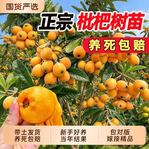 枇杷树苗无核嫁接大果庭院阳台四季水果树苗耐寒琵琶大果当年结果