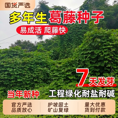 葛藤种子护坡固土灌木四季草坪种籽边坡绿化矿山复绿爬藤植物草籽