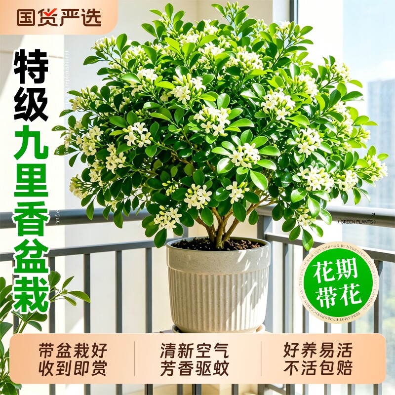 特级九里香大苗带花苞开花浓香驱蚊驱虫好养活养死包赔送肥料盆栽