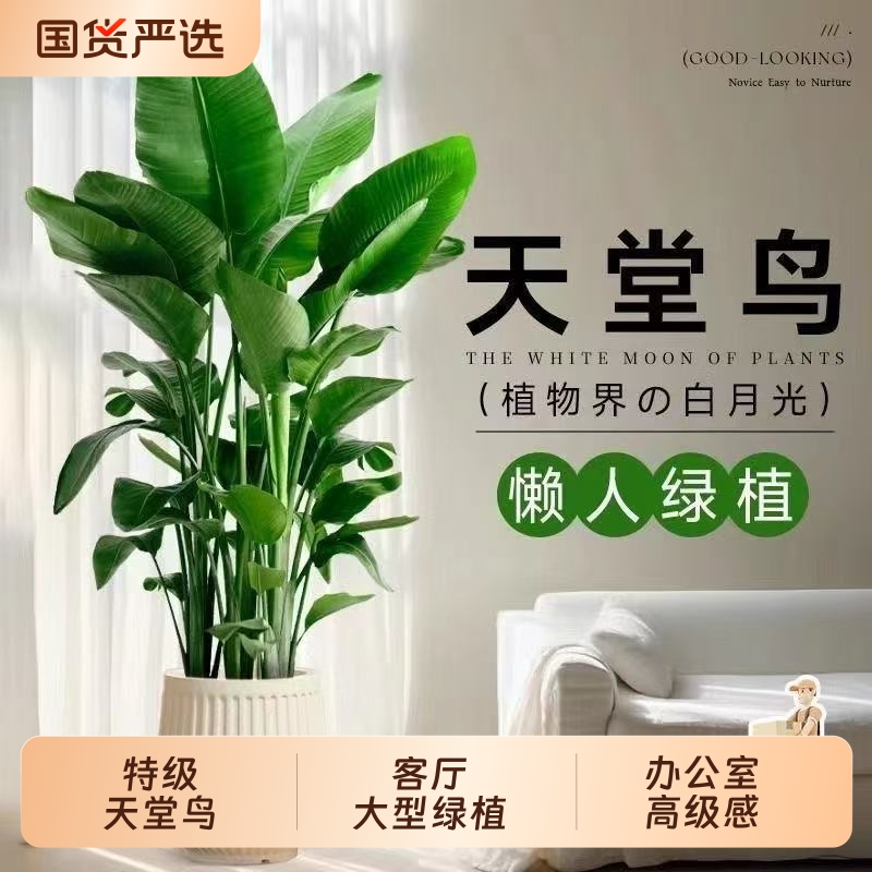 天堂鸟盆栽客厅大型绿植室内高端大气上档次植物办公室高级感氛围