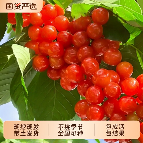 樱桃树大樱桃苗红妃中华小土苖车厘子水果树果苗南北方种植庭院