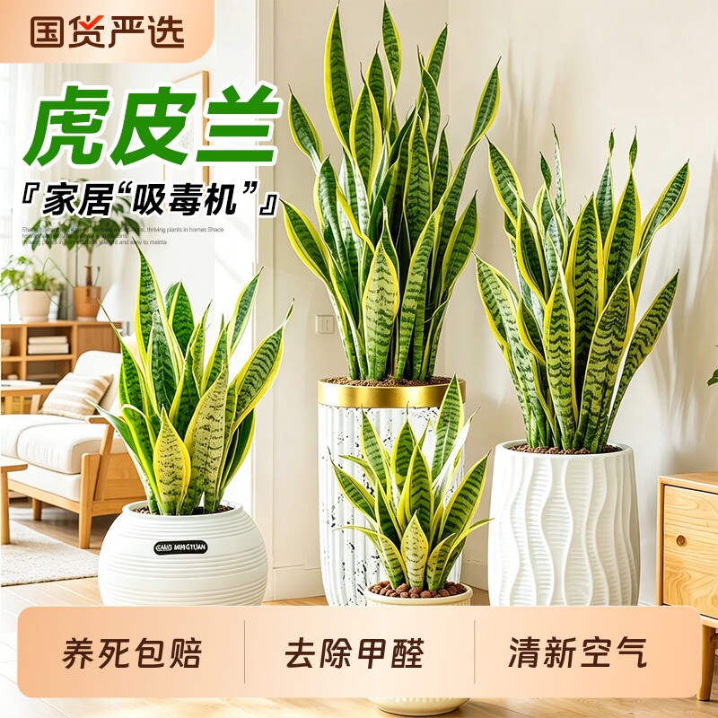 金边虎皮兰绿植办公室室内客厅阳台大型盆栽净化空气四季好养植物