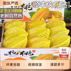 顺丰速达 5斤下河杨桃漳州新鲜水果当季树上自然熟洋桃中秋礼盒装