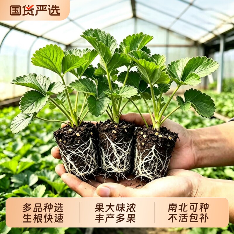 草莓苗盆栽秧苗丹东99新苗秧四季结果奶油玄玉优质脱毒种苗大果苗图片