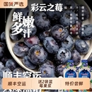125g 送2袋蓝莓果浆 云南蓝莓大果新鲜 6盒大果 顺丰空运