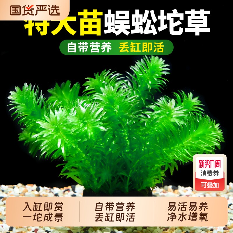 蜈蚣草大坨水草植物坨草鱼缸造景装饰阴性增氧绿菊坨绿植大叶沉底