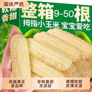 云南版 低脂手指玉米新鲜宝宝餐食早餐代餐宝贝玉米 纳小玉米真空装