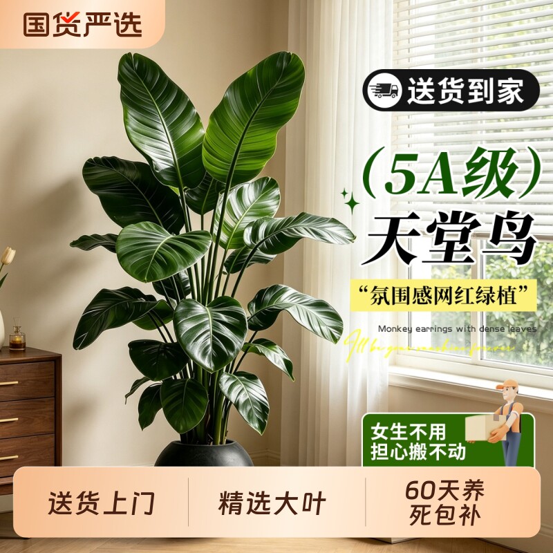 天堂鸟客厅大盆栽高级感室内大型绿植物四季常青鹤望兰落地式盆景图片