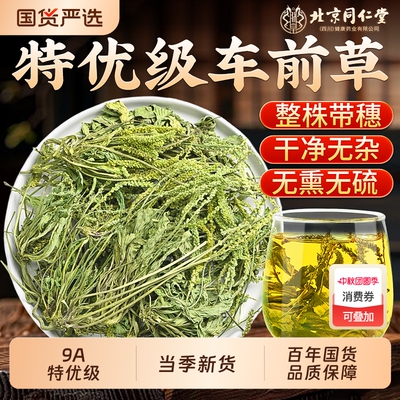 热销10w+】同仁堂车前草干净无杂
