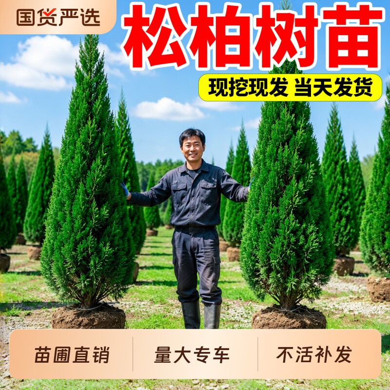 松柏树苗四季常青塔柏侧柏圆柏图片