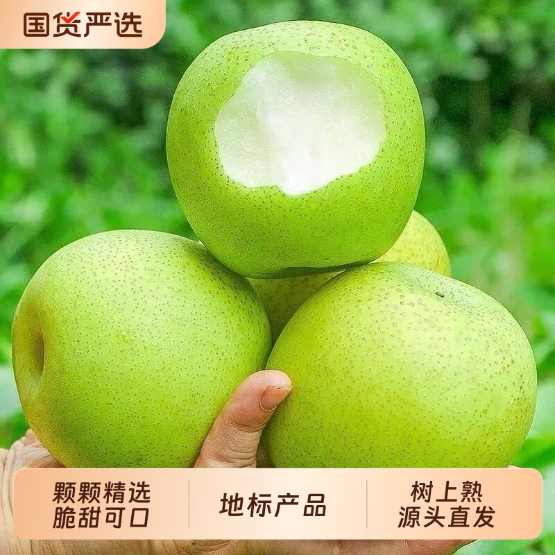 河北青皮皇冠梨新鲜当季水果梨子雪梨整箱包邮应季水果梨产地精选图片