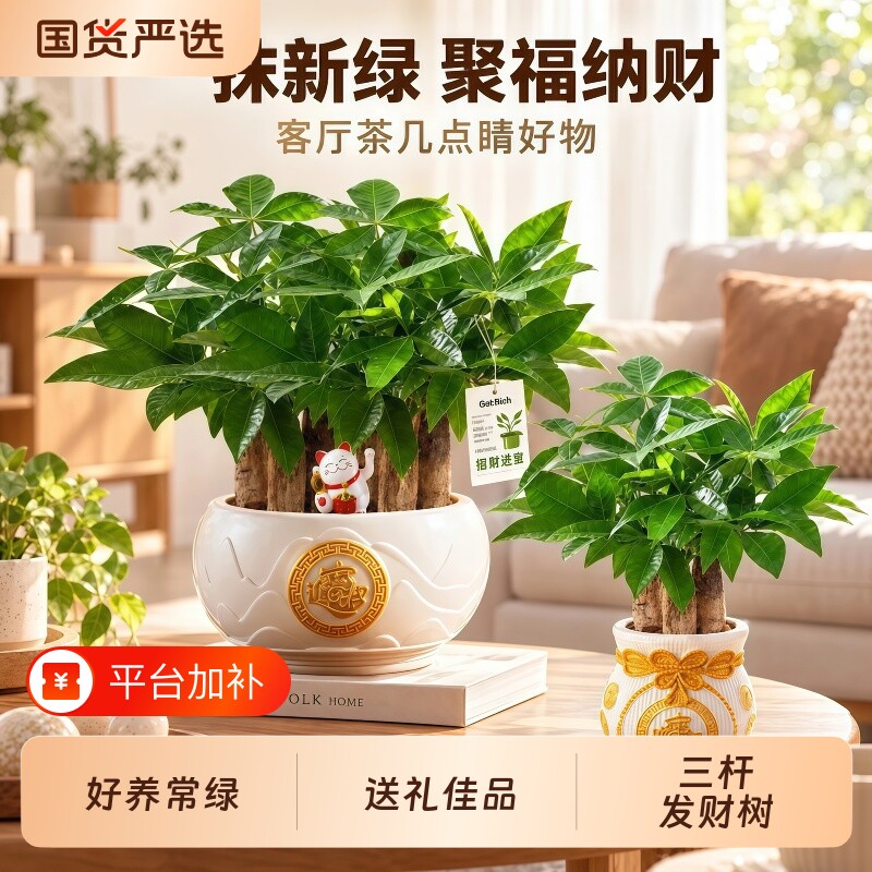 三杆发财树盆栽办公室桌面绿植室内招财旺宅四季常青好养开业盆景