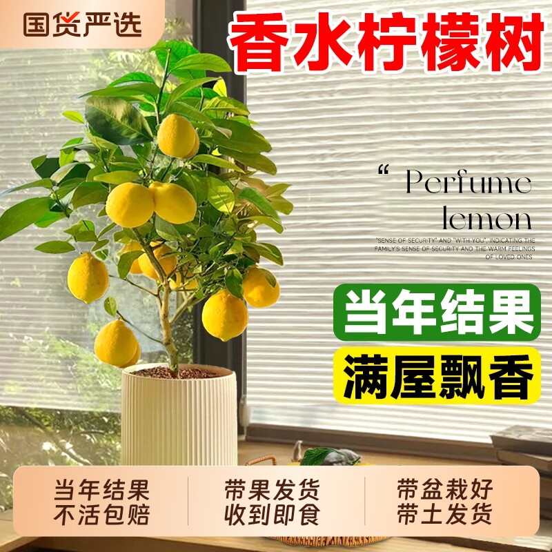 香水柠檬树盆栽树苗客厅绿植物带果室内外阳台四季结果满屋飘香