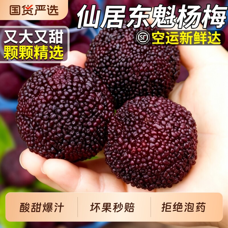 顺丰空运正宗仙居东魁杨梅新鲜现摘现发当季鲜果整箱颗粒装包邮
