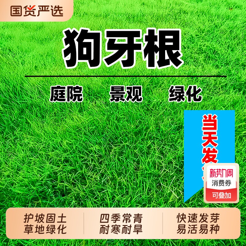 狗牙根草籽四季常青种籽民宿露营公园绿化低矮耐踩踏进口草坪种子