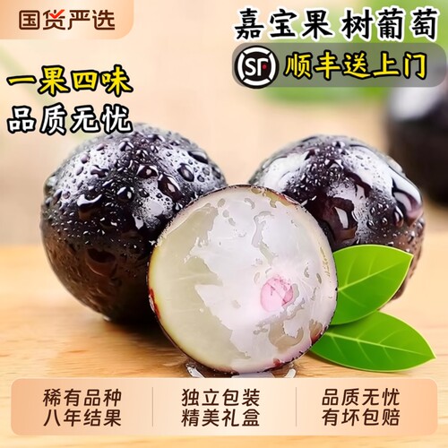 罕见长在枝干上的嘉宝果树葡萄