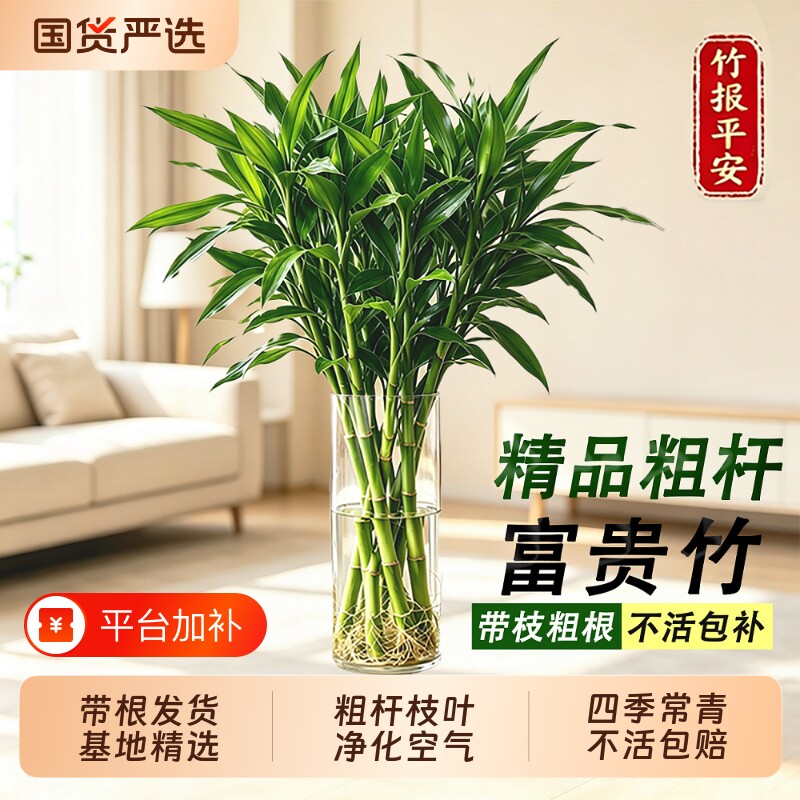 富贵竹水培植物客厅招财粗杆带根节节高竹节盆栽转运竹水养竹子