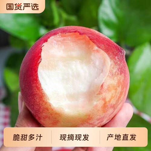 现摘新鲜正宗水蜜桃脆甜桃子