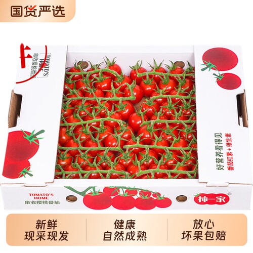 酸甜可口串收小番茄，