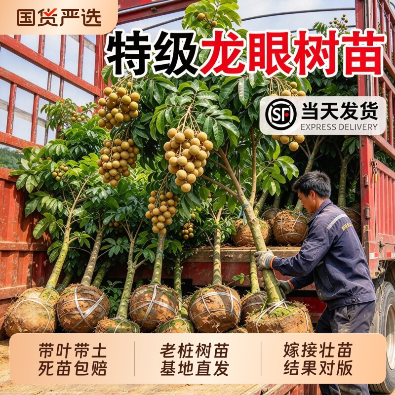 龙眼树苗嫁接大苗储良石峡桂圆地栽庭院阳台果树苗南北方四季种植