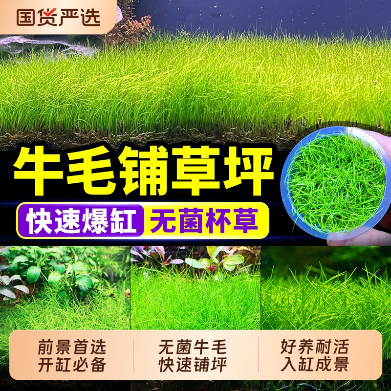无菌杯牛毛水草前景草鱼缸造景图片