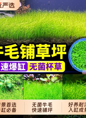 无菌杯牛毛水草前景草鱼缸造景
