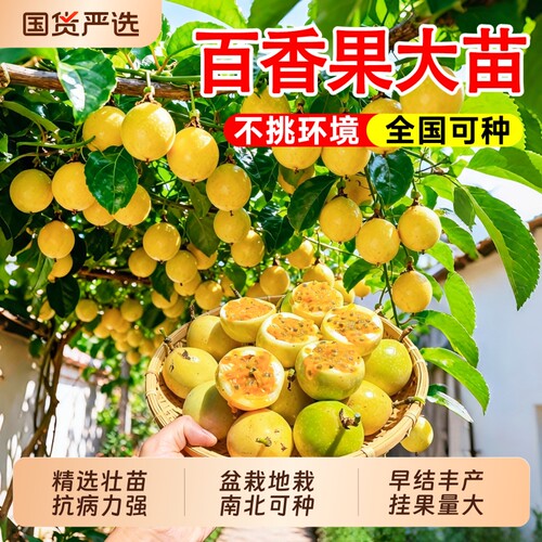 纯甜黄金百香果树苗爬藤带土带叶