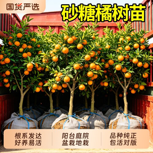 砂糖橘树苗正宗广西砂糖桔嫁接果树苗带土发货庭院阳台好养活脆蜜