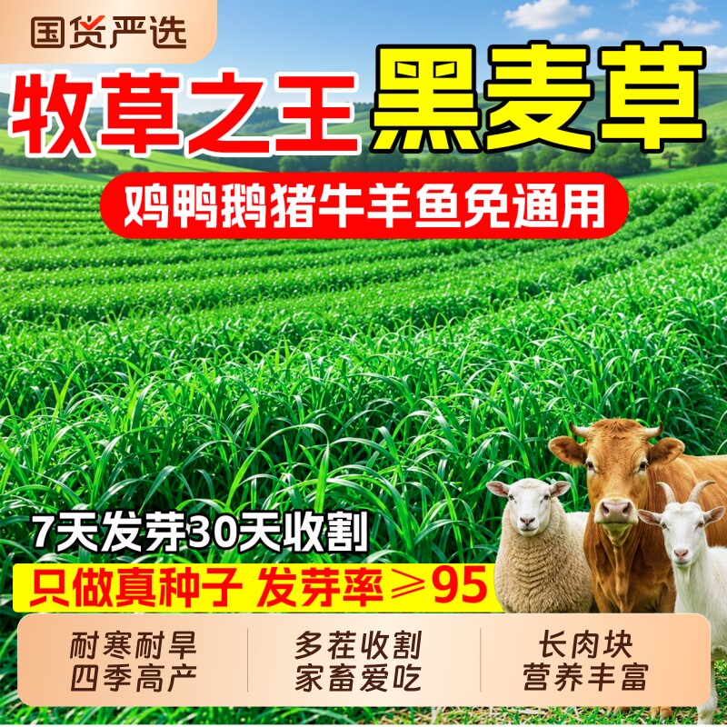 冬牧70黑麦草种子高产耐寒耐旱牧草种籽喂牛羊鸡鸭鱼畜牧养殖草籽