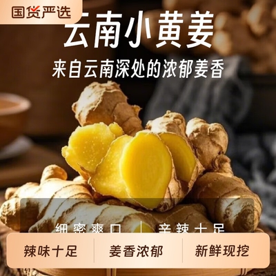 云南正宗小黄姜老姜新鲜生姜姜母农家自种土黄姜非种子姜月子干姜