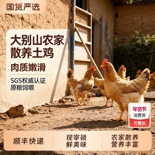 大别山三黄鸡农家散养土鸡走地鸡新鲜现杀整只童子鸡冷链保鲜母鸡