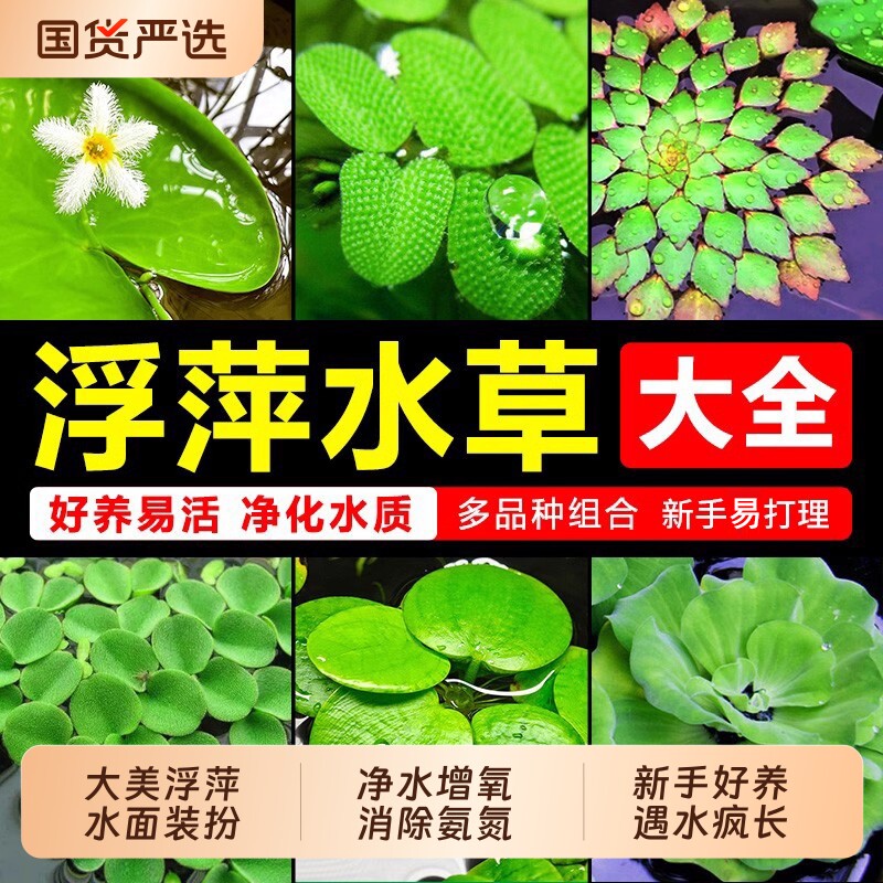 浮萍水草植物鱼缸造景水培真水草图片