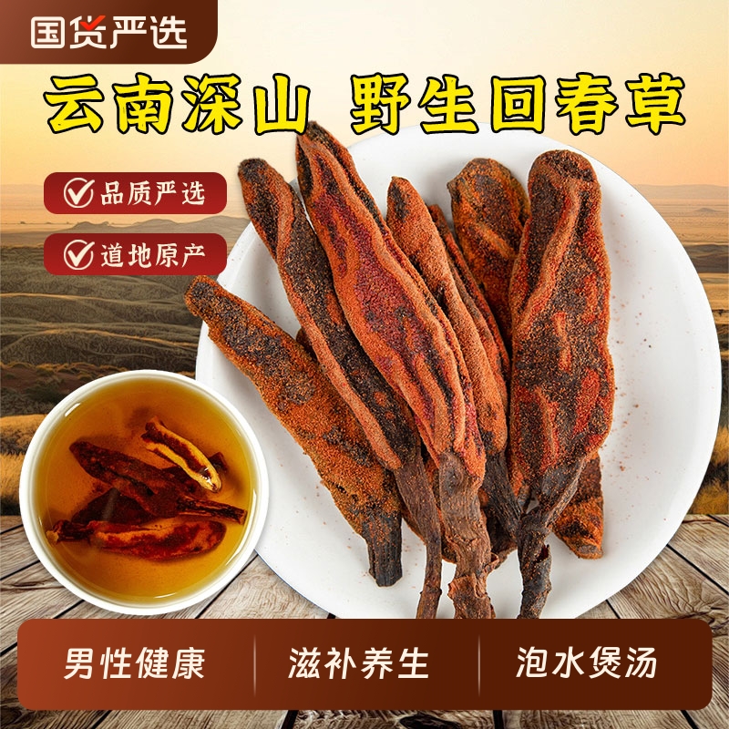 云南野生回春草中药材新货顶天柱不老草茴椿草男性滋补泡茶泡酒料