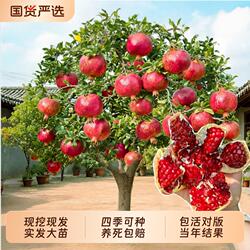 特大石榴树树苗突尼斯软籽无籽蒙阳红石榴苗地栽庭院带土盆栽